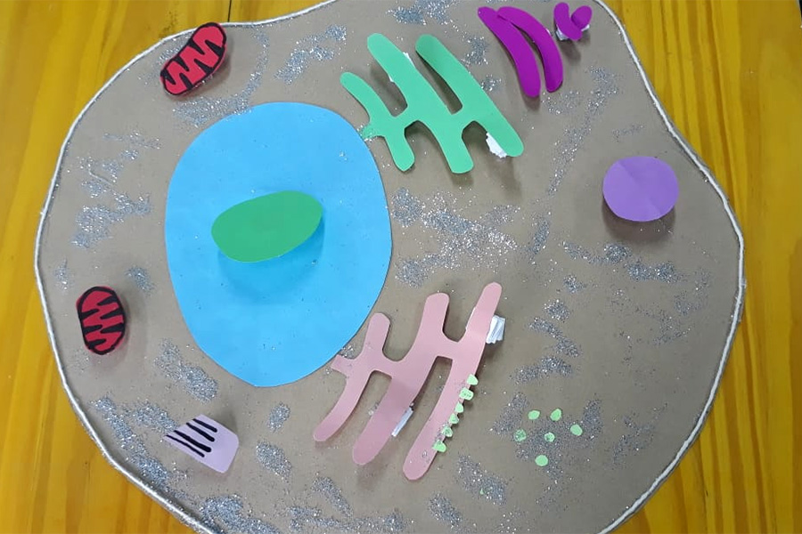 Biologia: alunos fazem representações de organelas no espaço maker