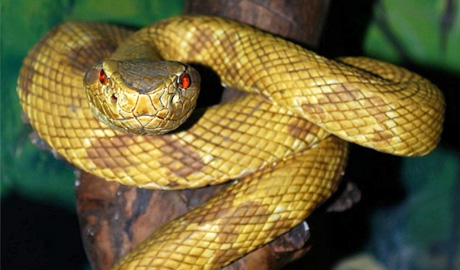 Jussara Goyano e Otávio Augusto Vuolo Marques